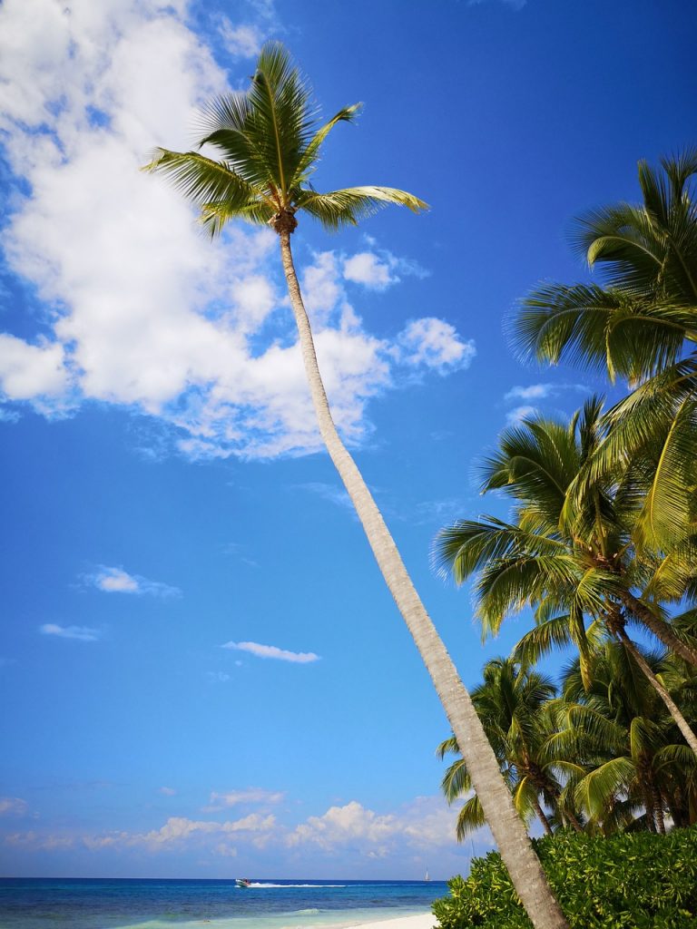 Доминикана, пальмы, пляж